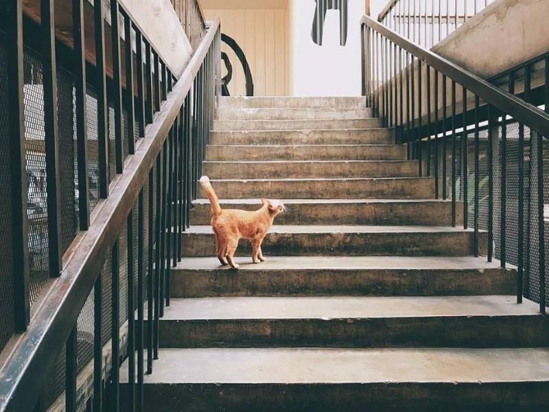 Thunder Bird Hostel Chiang Mai Zewnętrze zdjęcie